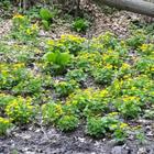 Shiawassee River Plant Preserve - marsh marigold with skunk cabbage